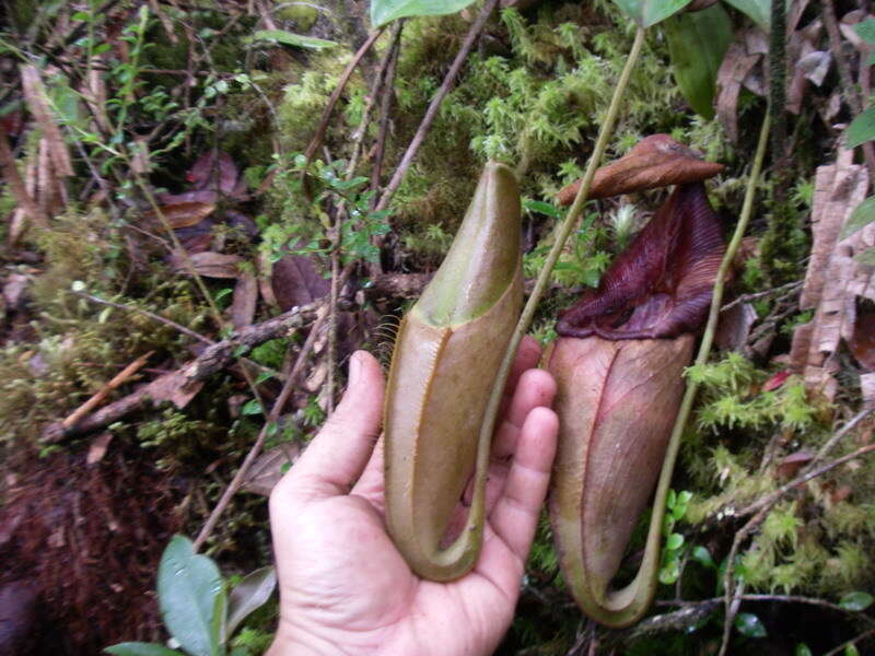 Image of Pitcher plant