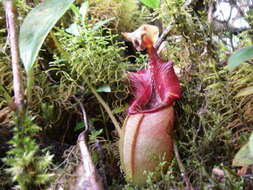 Image of Pitcher plant