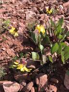 Слика од Senecio amplectens var. holmii (Greene) H. D. Harrington