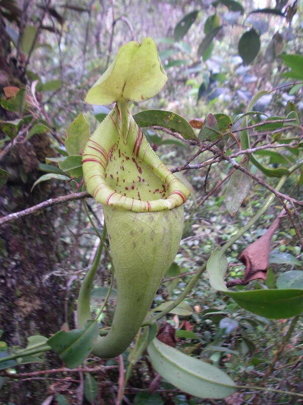 Image of Pitcher plant