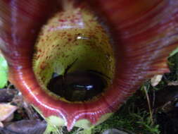 Image of Pitcher plant