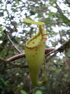 Image of Pitcher plant