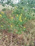 Crotalaria goreensis Guill. & Perr. resmi