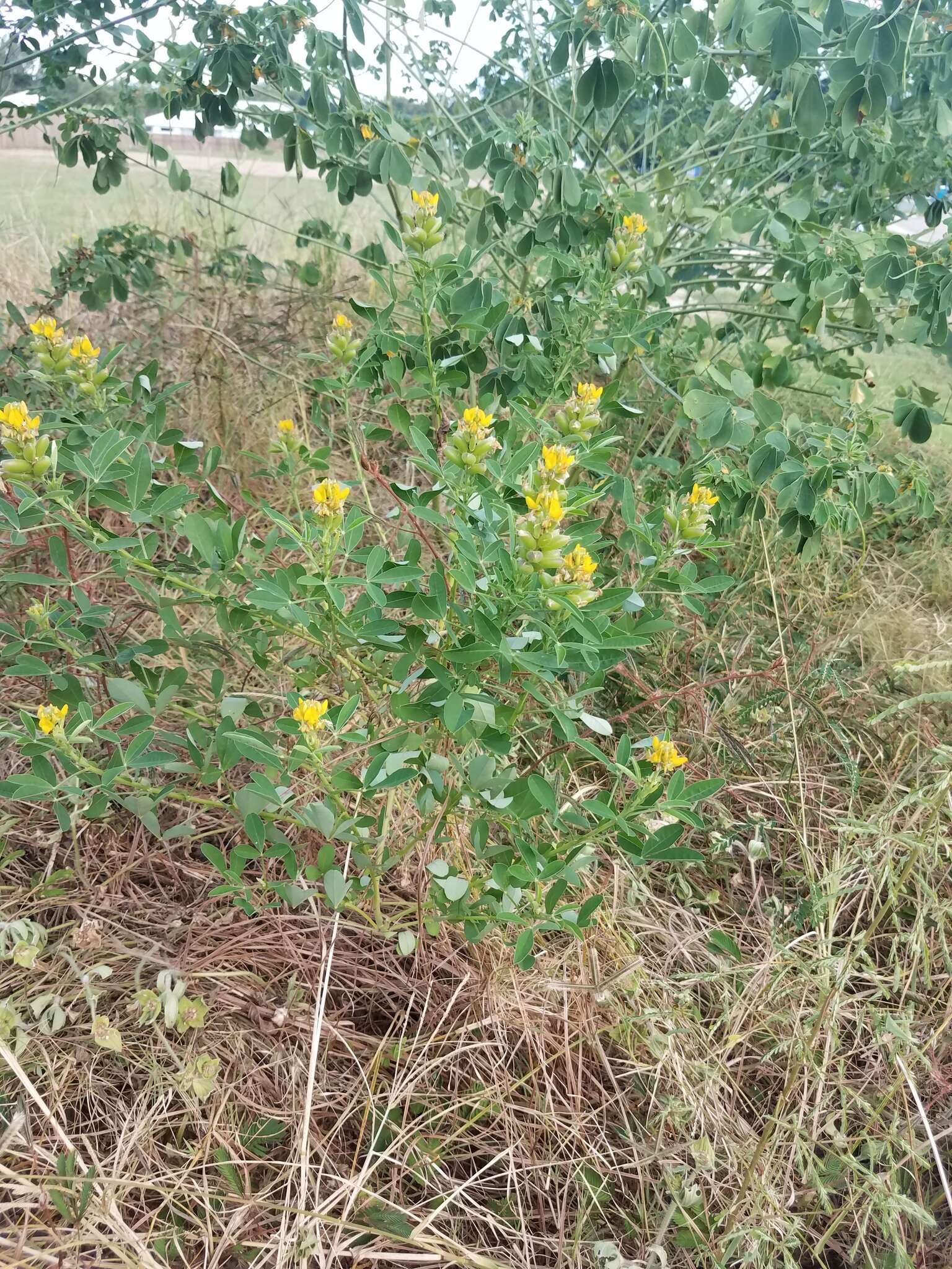 Crotalaria goreensis Guill. & Perr. resmi