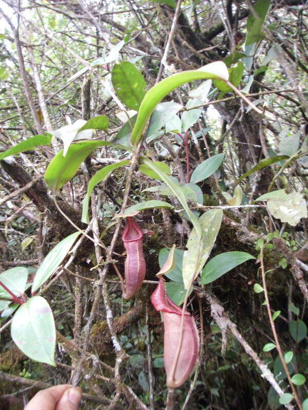 Image of Pitcher plant