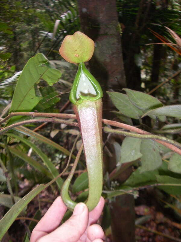 Image of Nepenthes longifolia Nerz & Wistuba