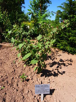 Plancia ëd Atropa belladonna L.