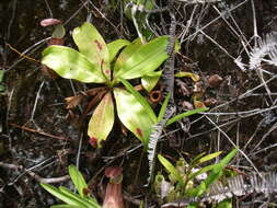 Image of Nepenthes beccariana