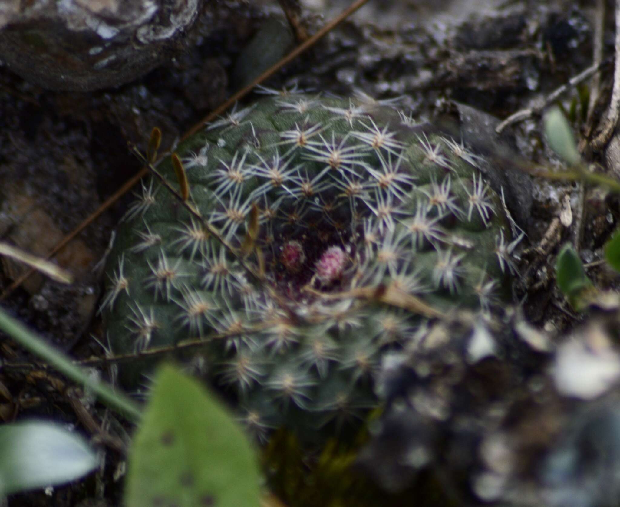 Image of Frailea schilinzkyana (F. Haage ex K. Schum.) Britton & Rose