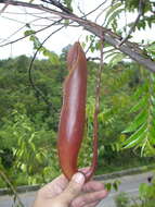 Image of Nepenthes beccariana