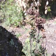 Image of Kaulfuss' lipfern