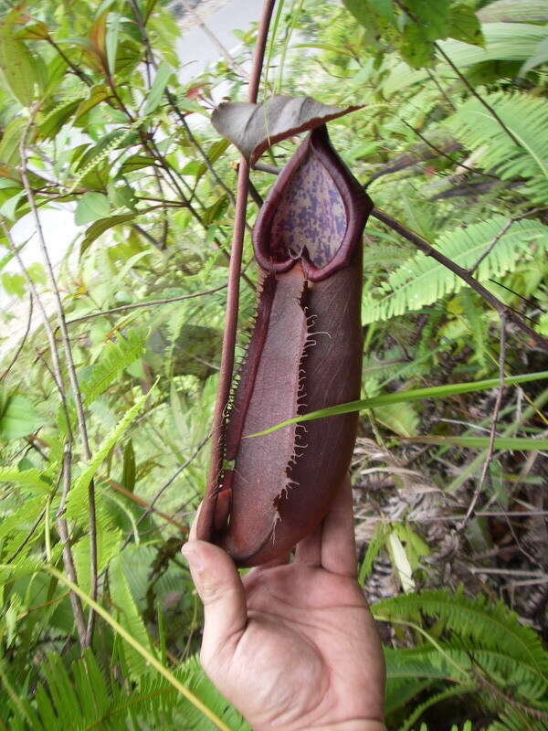 Image of Nepenthes beccariana