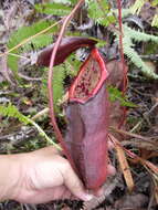 Image of Nepenthes beccariana