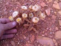 Imagem de Helichrysum swynnertonii S. Moore