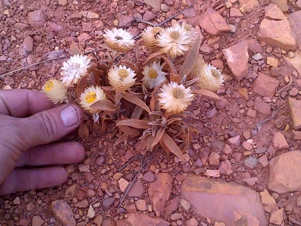 Image of Helichrysum swynnertonii S. Moore