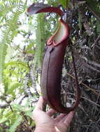 Image of Nepenthes beccariana