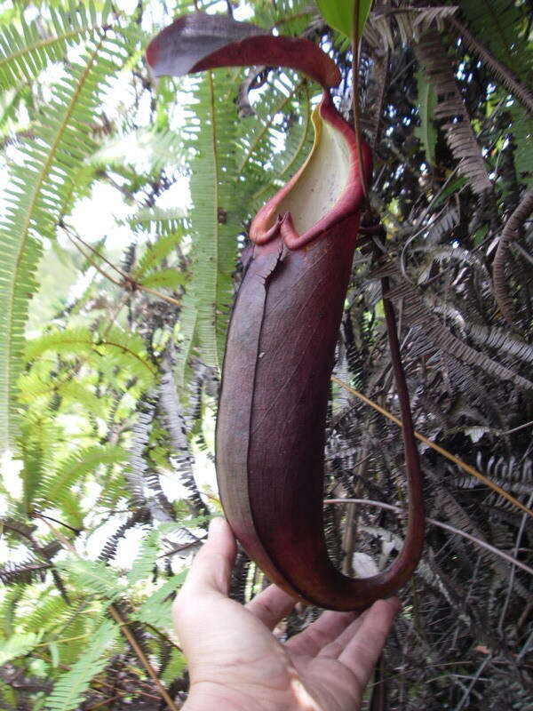 Image of Nepenthes beccariana