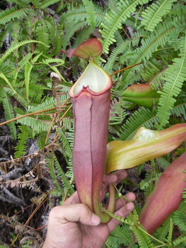 Image of Nepenthes beccariana