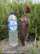 Image of Nepenthes beccariana