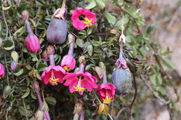 Слика од Passiflora huamachucoensis L. K. Escobar