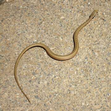 Image of Large Whip Snake