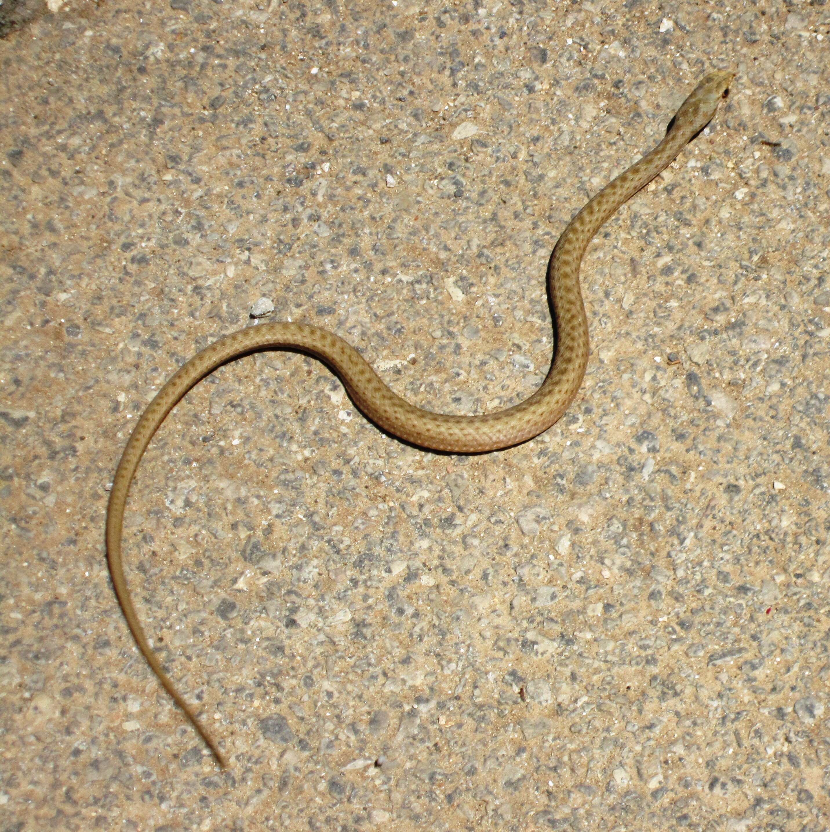 Image de Dolichophis jugularis (Linnaeus 1758)