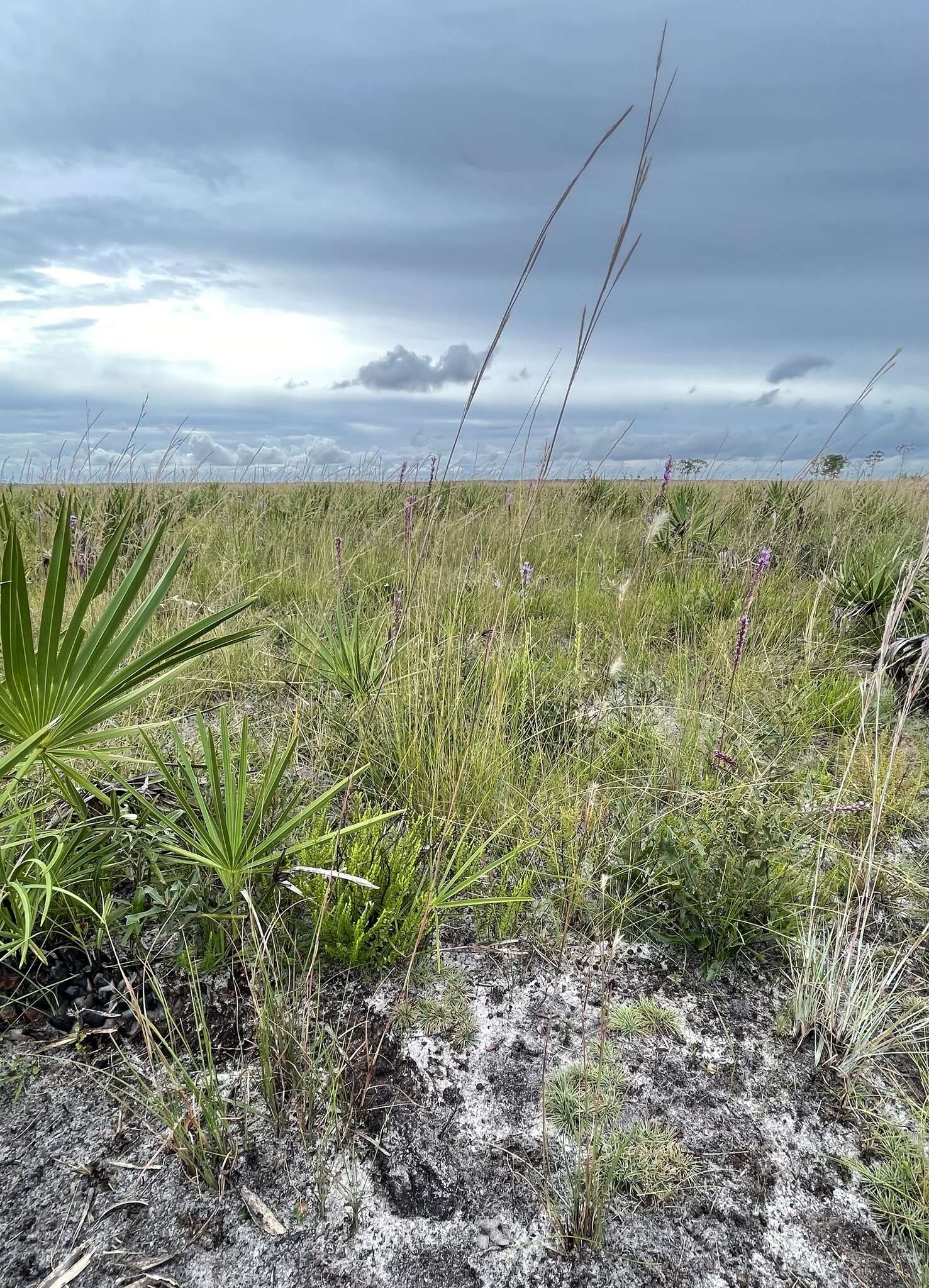 Image of Andropogon cumulicola