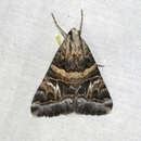 Image of Drasteria mirifica H. Edwards 1878