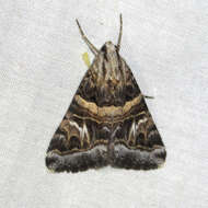 Image of Drasteria mirifica H. Edwards 1878