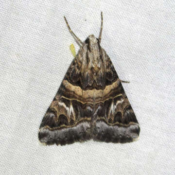 Слика од Drasteria mirifica H. Edwards 1878