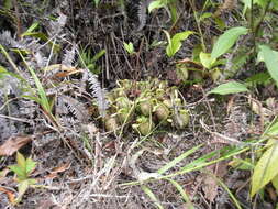 Image of Flask-Shaped Pitcher-Plant