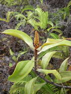 Image of Flask-Shaped Pitcher-Plant