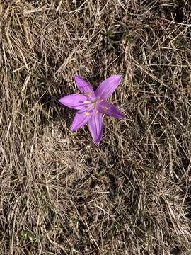 Image of Colchicum bulbocodium Ker Gawl.