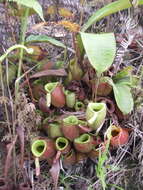 Image of Flask-Shaped Pitcher-Plant