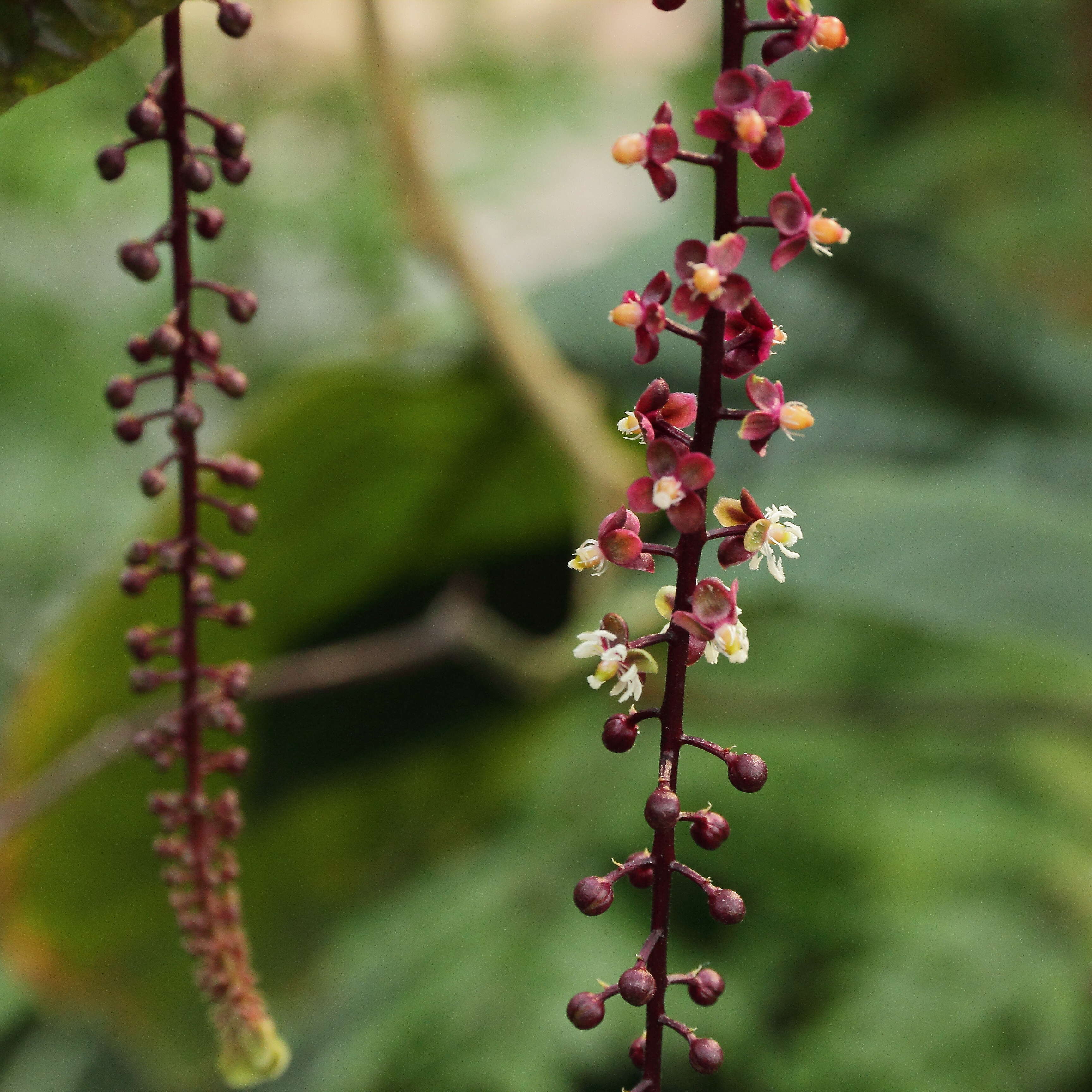 Image of Trichostigma peruvianum (Moquin) H. Walter