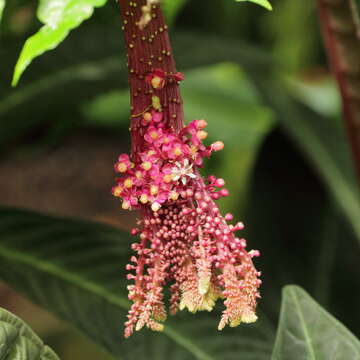 Image of Trichostigma peruvianum (Moquin) H. Walter