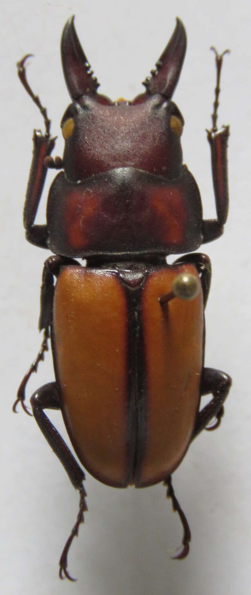 Image de Prosopocoilus (Hoplitocranum) doris Kriesche 1920