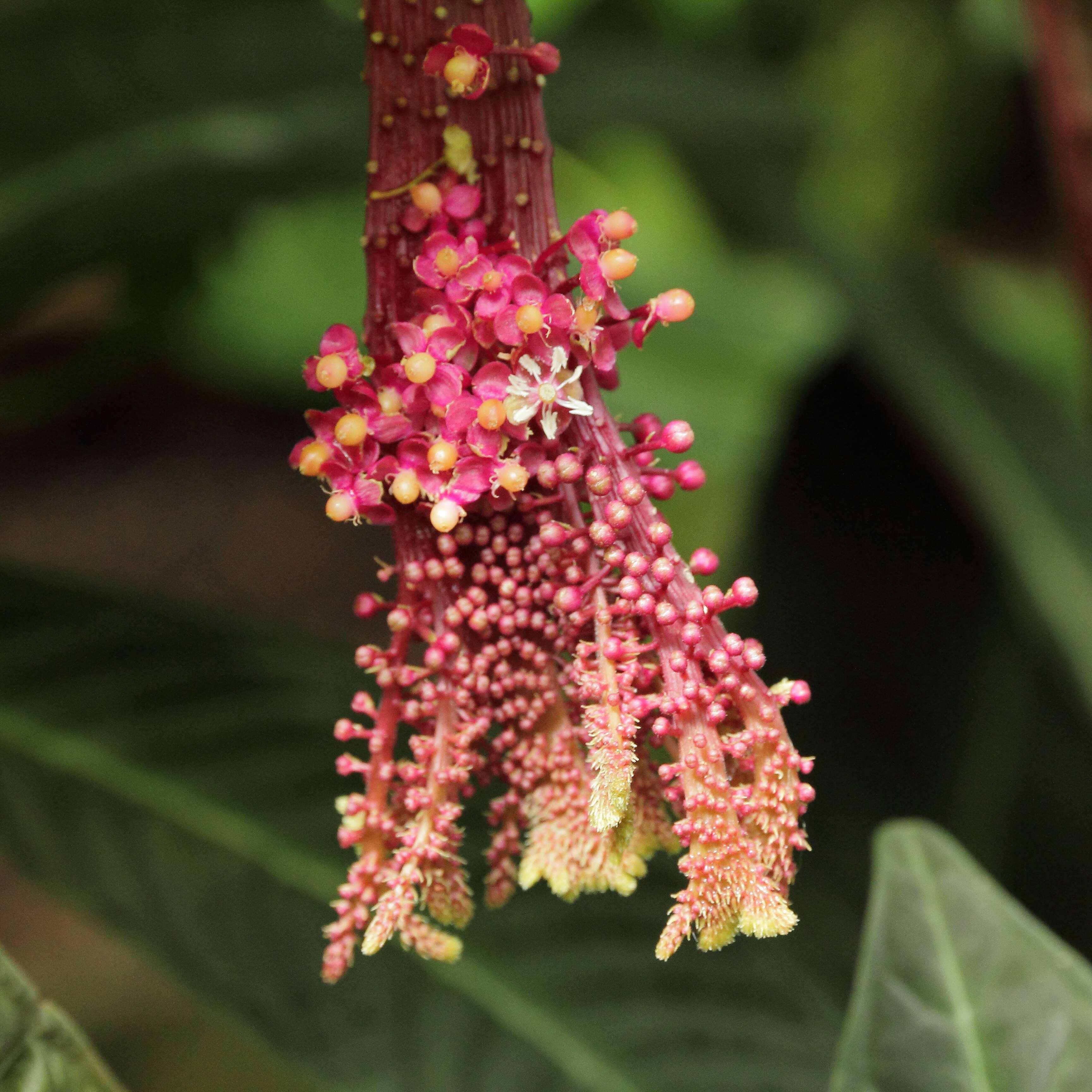 Image of Trichostigma peruvianum (Moquin) H. Walter