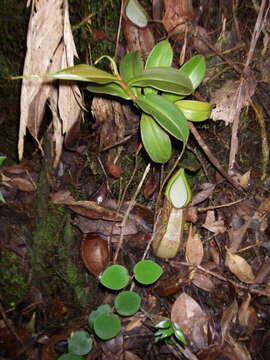 Nepenthes rhombicaulis Sh. Kurata resmi