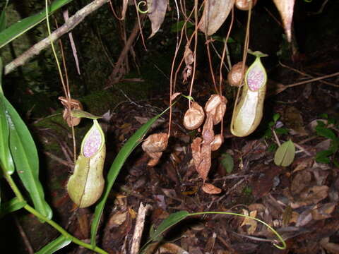 Nepenthes rhombicaulis Sh. Kurata resmi