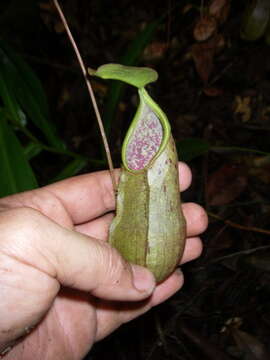 صورة Nepenthes rhombicaulis Sh. Kurata