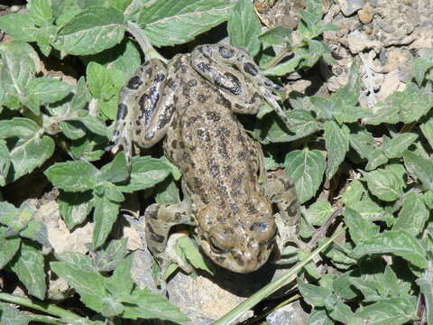 Image of Ladakh Toad