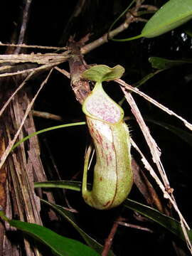 صورة Nepenthes rhombicaulis Sh. Kurata