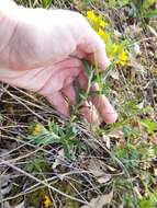 Image of hoary puccoon