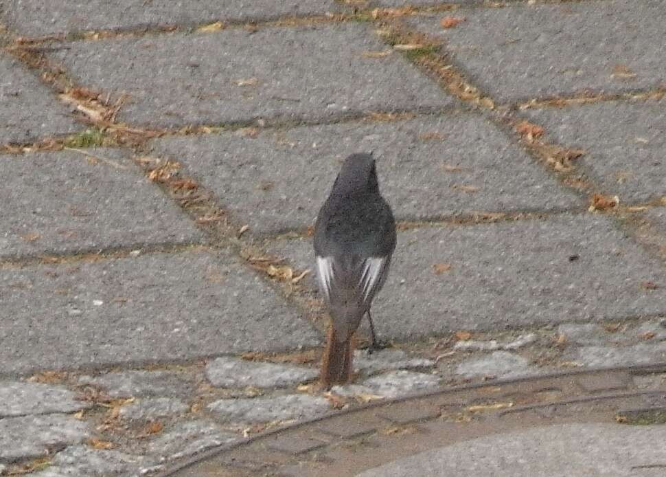 Image of Black Redstart