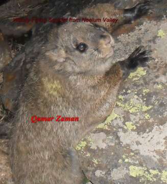 Image of woolly flying squirrel