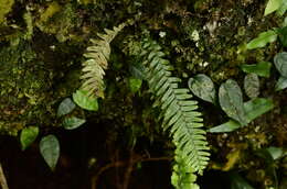 Image de Prosaptia formosana (Hayata) T. C. Hsu