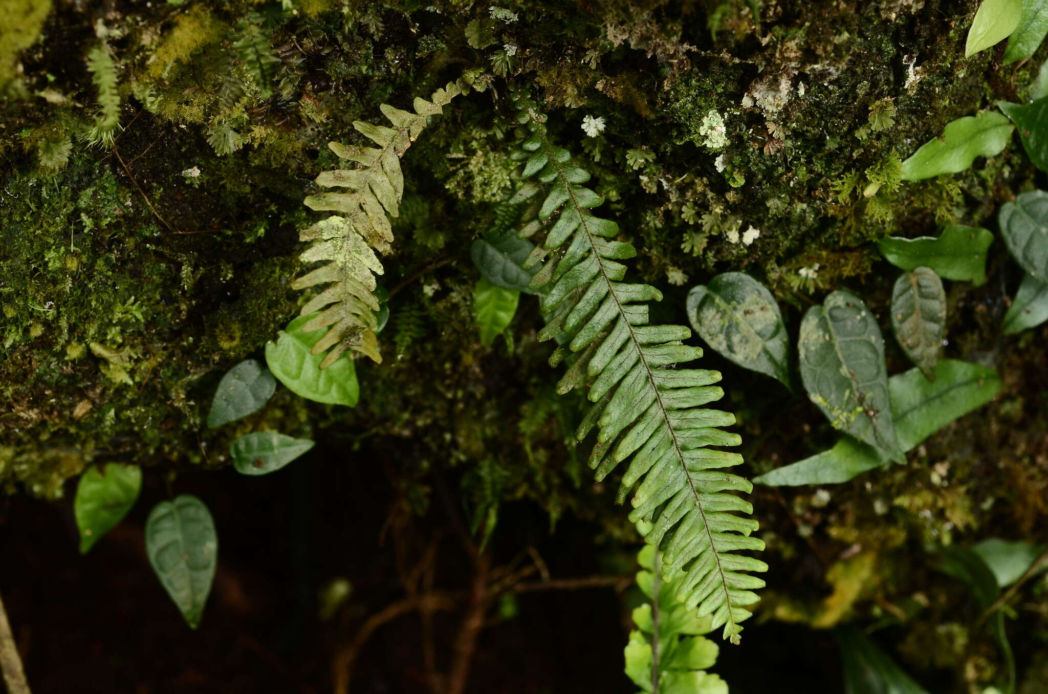 Image of Prosaptia formosana (Hayata) T. C. Hsu