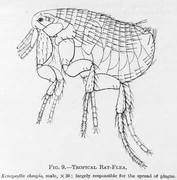 Pulicoidea resmi