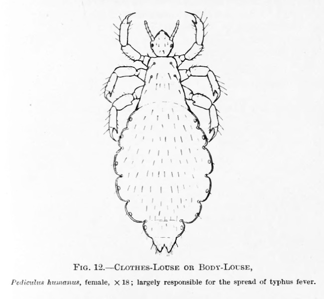 Схема развития pediculus humanus capitis olp